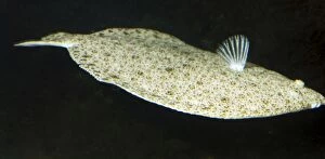 PM-10142 Turbot - right sided flatfish swimming off the sea bed
