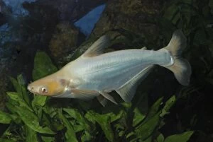 PM-10143 Sutchi Catfish / Irridescent catfish - albino