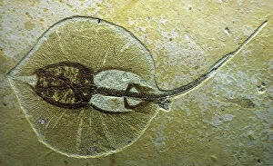 PM-10147 Fossil Stingray from Wyoming. Eocene