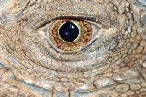 PM-10203 Iguana: eye