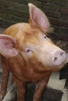 PM-10237 Tamworth Pig: old English breed