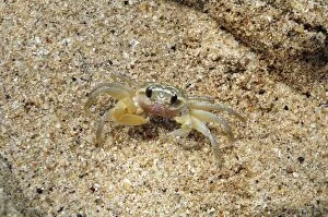 PM-10257 Tiny Pea Crab on tropical beach outside its burrow