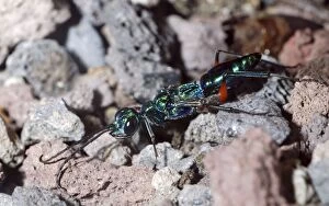 PM-10262 Emerald Cockroach Wasp / Jewel Wasp: a parasitoid wasp that lays its eggs into the nerve ganglia of living