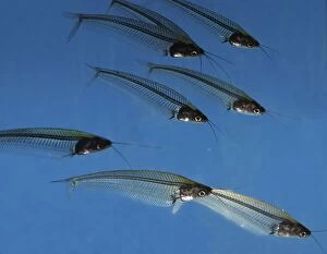 PM-10289 Striped Glass Catfish - shady running waters in Malaysia and Thailand
