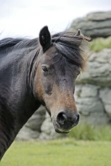 Dartmoor Pony Gallery: PM-10308