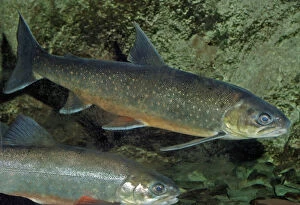 PM-10330 Arctic Charr - (migrates to freshwater to breed)
