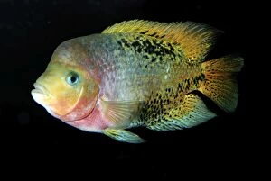 PM-10336 Central American Cichlid - Tropical freshwaters