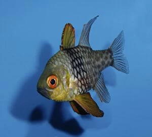 PM-10359 Orbiculate Cardinal Fish
