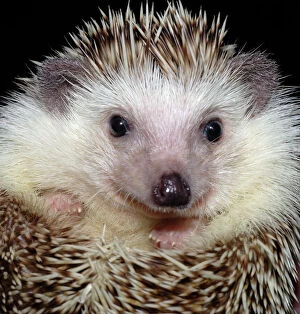 Hedgehogs Gallery: PM-10364