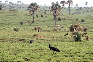 PM-10388 Abdims Stork - feeding in field