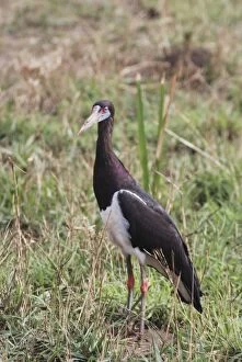 PM-10389 Abdims Stork - in field