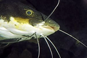 PM-10404 Redtail Catfish