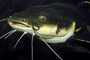 PM-10405 Redtail Catfish