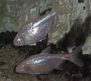 PM-10410 Mexican Blind Cave Fish