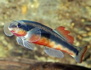 PM-10411 Southern Redbelly Dace
