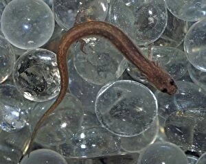 PM-10465 San Marcos Salamander - endangered species, only found in headwaters of San Marcos River