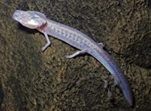 PM-10473 Texas Blind Cave Salamander