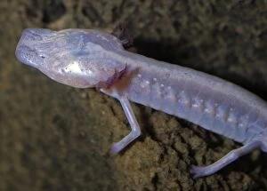 PM-10474 Texas Blind Cave Salamander