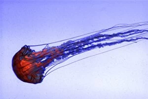 PM-10485 Pacific Sea Nettle Jellyfish