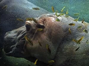 PM-10491 Hippopotamus underwater with cichlid fish feeding on its skin