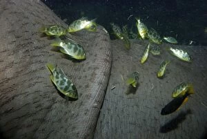 PM-10492 Hippopotamus underwater with cichlid fish feeding on its skin