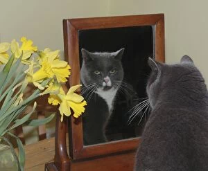 PM-10499 Cat - Dark grey cat looking at itself in the mirror