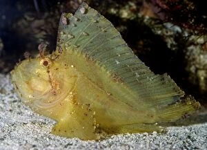 PM-10504 Leaf Scorpion Fish - tropical marine reefs