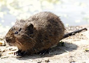 PM-10527 Water Vole - with wet fur