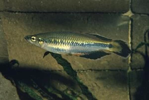 PM-2911 Madagascan Rainbow Fish