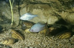 PM-3459 Bitterling Fish - Male & Female