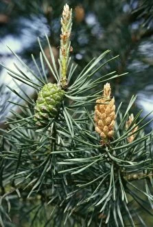 PM-4369 Scots Pine - showing male & female cones
