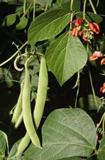 PM-4872 RUNNER BEANS - showing leaf and flower parts