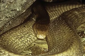 PM-4920 King Cobra Snake - restingÂ - India