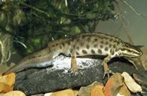 PM-5211 Smooth Newt - male