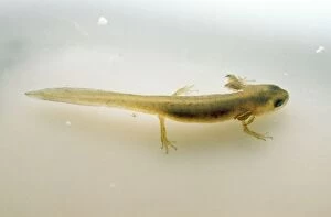 PM-5217 Common Newt - with external gills