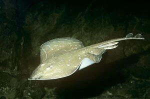 PM-6066 Small-eyed / Painted Ray