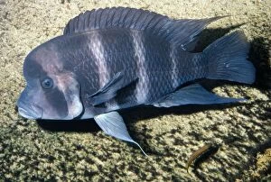 PM-6241A FISH - Frontosa Cichlid