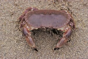 PM-6619 Edible Crab