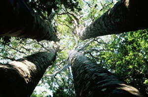 PM-6963 Kauri Trees