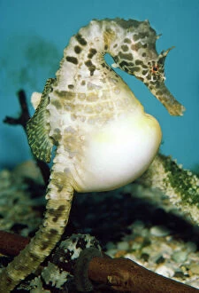 PM-6993 Pregnant Seahorse - male
