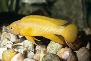 PM-7543 Lemon Cichlid FISH