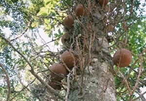 PM-8442-C Cannonball Tree