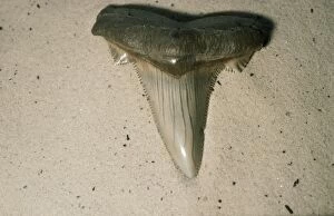 PM-8726 FOSSIL - Shark Tooth. Eocene period