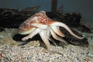 PM-8798 Common OCTOPUS - on seabed