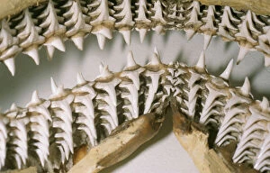 PM-9069 Shark Teeth & Jaws