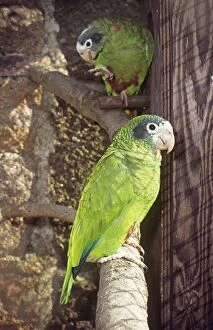 PM-919 Hispaniolan Amazon parrot