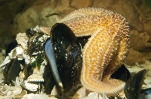 PM-9233 STARFISH - feeding on mussels (Mytilus)