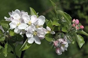 PM-9660 APPLE Blossom