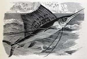 PM-9688 Black & White Illustration: Spotted Indian Swordfish
