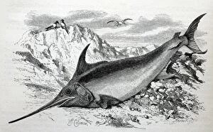 PM-9690 Black & White Illustration: Swordfish from Wood 1863